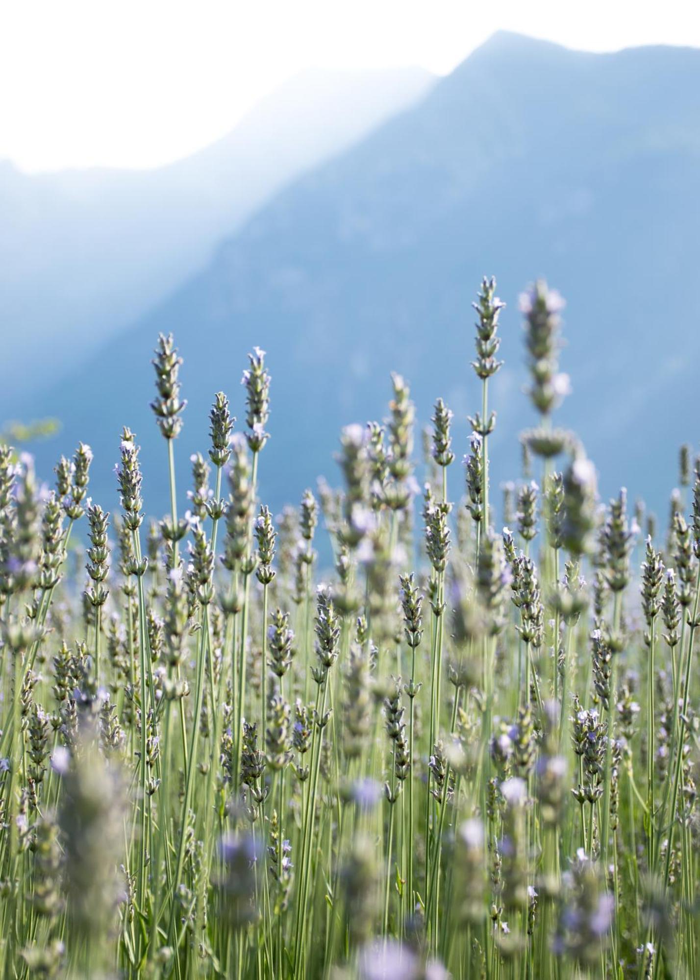 Vila 8 Grappoli Agritur Trento Exteriér fotografie