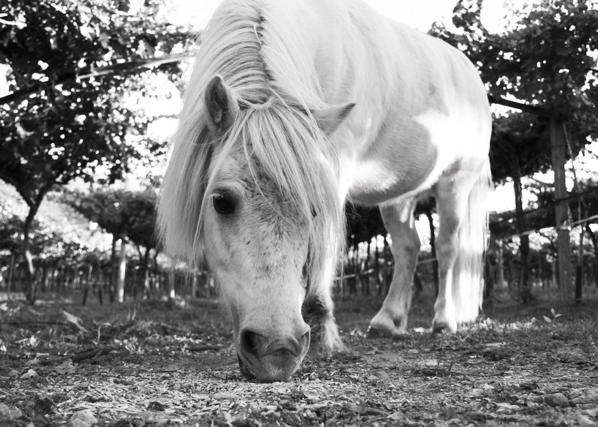 Vila 8 Grappoli Agritur Trento Exteriér fotografie